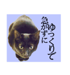 黒猫シャノワールちゃんが丁寧語で話します（個別スタンプ：4）