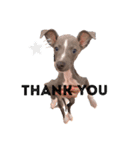 愛犬ジルのスタンプ（個別スタンプ：2）