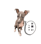 愛犬ジルのスタンプ（個別スタンプ：3）