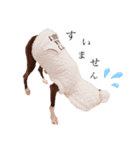 愛犬ジルのスタンプ（個別スタンプ：4）