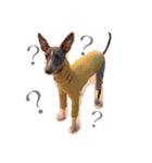 愛犬ジルのスタンプ（個別スタンプ：8）