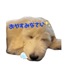 doodleの毎日〜子犬編〜（個別スタンプ：7）