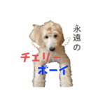 doodleの毎日〜子犬編〜（個別スタンプ：14）