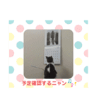 グレー白猫ルルの写真スタンプ（個別スタンプ：5）