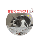 グレー白猫ルルの写真スタンプ（個別スタンプ：9）