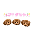 トイプードルのミロ2（個別スタンプ：1）