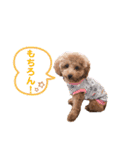 トイプードルのミロ2（個別スタンプ：5）