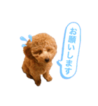 トイプードルのミロ2（個別スタンプ：7）