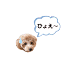トイプードルのミロ2（個別スタンプ：8）