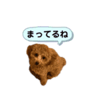 トイプードルのミロ2（個別スタンプ：12）