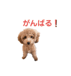 トイプードルのミロ2（個別スタンプ：14）