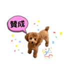 トイプードルのミロ2（個別スタンプ：15）