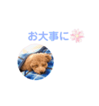 トイプードルのミロ2（個別スタンプ：18）