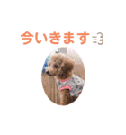 トイプードルのミロ2（個別スタンプ：19）