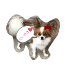My Dog Jewel 2（個別スタンプ：1）