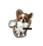 My Dog Jewel 2（個別スタンプ：2）