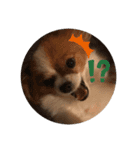 My Dog Jewel 2（個別スタンプ：4）