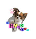 My Dog Jewel 2（個別スタンプ：7）