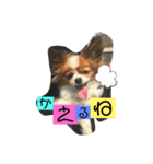 My Dog Jewel 2（個別スタンプ：8）