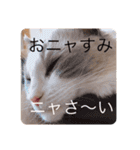 新ラグドールスタンプ（個別スタンプ：5）
