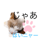 新ラグドールスタンプ（個別スタンプ：6）