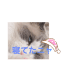 新ラグドールスタンプ（個別スタンプ：9）