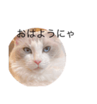 新ラグドールスタンプ（個別スタンプ：11）