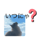新ラグドールスタンプ（個別スタンプ：15）