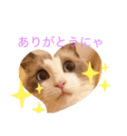 新ラグドールスタンプ（個別スタンプ：20）