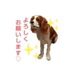 キャバリア♡りくの毎日使えるスタンプ②（個別スタンプ：2）