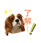キャバリア♡りくの毎日使えるスタンプ②（個別スタンプ：13）