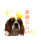 キャバリア♡りくの毎日使えるスタンプ②（個別スタンプ：22）