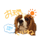 キャバリア♡りくの毎日使えるスタンプ②（個別スタンプ：24）