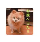 てんちゃん(ポメラニアン)（個別スタンプ：5）