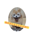 てんちゃん(ポメラニアン)（個別スタンプ：8）