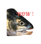 川魚と海の生き物2（個別スタンプ：1）