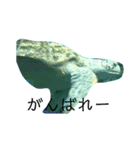 川魚と海の生き物2（個別スタンプ：4）