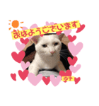 アリスちゃんとなかまたち（個別スタンプ：2）