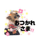 ˗ˋ  愛犬ここたん  ˎ˗（個別スタンプ：1）
