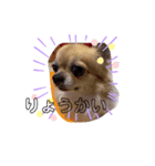 ˗ˋ  愛犬ここたん  ˎ˗（個別スタンプ：3）