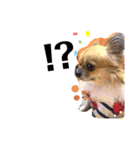 ˗ˋ  愛犬ここたん  ˎ˗（個別スタンプ：4）
