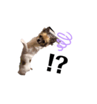 ˗ˋ  愛犬ここたん  ˎ˗（個別スタンプ：5）