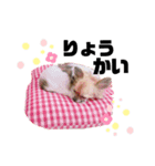 ˗ˋ  愛犬ここたん  ˎ˗（個別スタンプ：6）