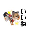 ˗ˋ  愛犬ここたん  ˎ˗（個別スタンプ：7）