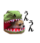 ˗ˋ  愛犬ここたん  ˎ˗（個別スタンプ：8）
