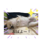 ポメラニアンのまーちゃん（個別スタンプ：1）