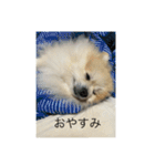 ポメラニアンのまーちゃん（個別スタンプ：2）