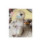 ポメラニアンのまーちゃん（個別スタンプ：5）