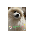 ポメラニアンのまーちゃん（個別スタンプ：9）