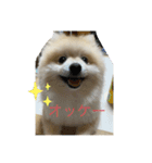 ポメラニアンのまーちゃん（個別スタンプ：11）